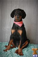 doberman pinscher puppy posted by AndreaBoggs