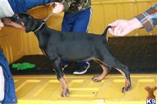 doberman pinscher puppy posted by AndreaBoggs