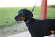 doberman pinscher puppy posted by AndreaBoggs