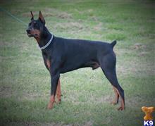 doberman pinscher puppy posted by AndreaBoggs
