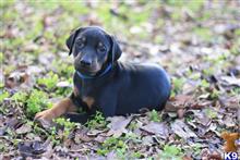 doberman pinscher puppy posted by AndreaBoggs