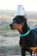 doberman pinscher puppy posted by AndreaBoggs