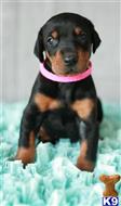 doberman pinscher puppy posted by AndreaBoggs