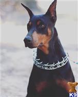 doberman pinscher puppy posted by AndreaBoggs