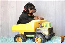 doberman pinscher puppy posted by AndreaBoggs