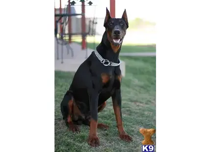 Tyson available Doberman Pinscher puppy located in FORT WORTH