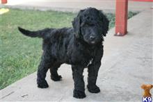 goldendoodles puppy posted by AndreaBoggs