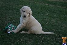 goldendoodles puppy posted by AndreaBoggs