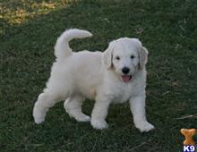 goldendoodles puppy posted by AndreaBoggs