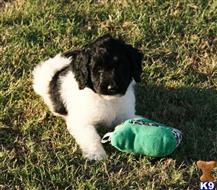 goldendoodles puppy posted by AndreaBoggs