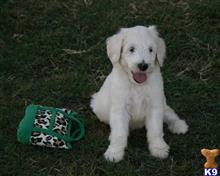 goldendoodles puppy posted by AndreaBoggs