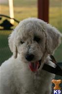 goldendoodles puppy posted by AndreaBoggs