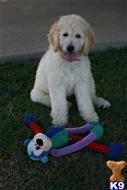 goldendoodles puppy posted by AndreaBoggs