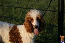 goldendoodles puppy posted by AndreaBoggs