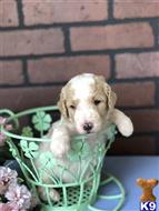 goldendoodles puppy posted by AndreaBoggs