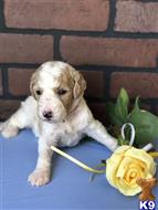 goldendoodles puppy posted by AndreaBoggs
