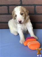 goldendoodles puppy posted by AndreaBoggs