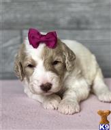goldendoodles puppy posted by AndreaBoggs