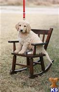 goldendoodles puppy posted by AndreaBoggs