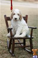 goldendoodles puppy posted by AndreaBoggs