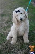 goldendoodles puppy posted by AndreaBoggs