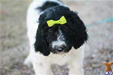 goldendoodles puppy posted by AndreaBoggs