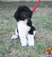 goldendoodles puppy posted by AndreaBoggs