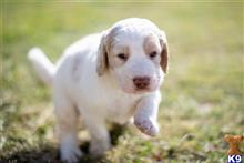 goldendoodles puppy posted by AndreaBoggs