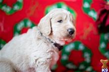 goldendoodles puppy posted by AndreaBoggs