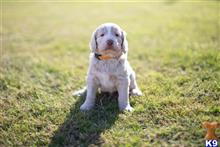 goldendoodles puppy posted by AndreaBoggs