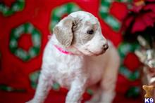 goldendoodles puppy posted by AndreaBoggs