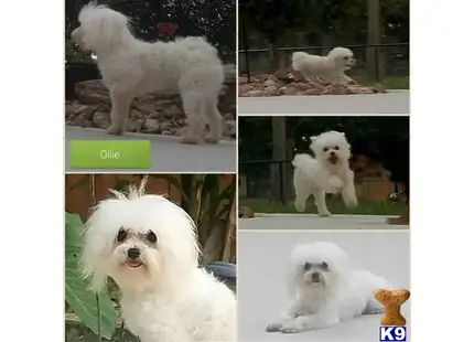 Ollie available Maltese puppy located in FORT WORTH