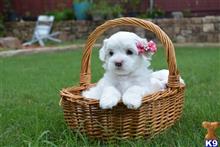 maltipoo puppy posted by AndreaBoggs