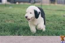 old english sheepdog puppy posted by AndreaBoggs
