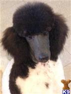 poodle puppy posted by AndreaBoggs