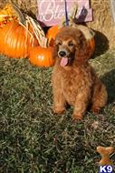 poodle puppy posted by AndreaBoggs