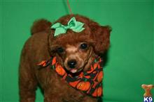 poodle puppy posted by AndreaBoggs
