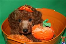 poodle puppy posted by AndreaBoggs