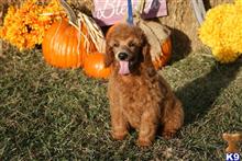 poodle puppy posted by AndreaBoggs