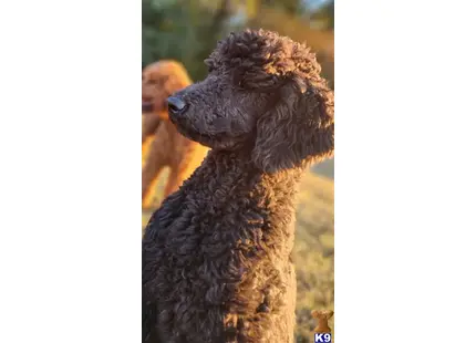 Avery available Poodle puppy located in MEMPHIS