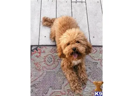 Poodle