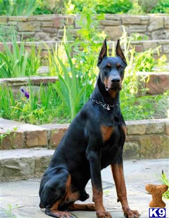 Doberman Pinscher puppy for sale