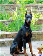 doberman pinscher puppy posted by AngelandBryon