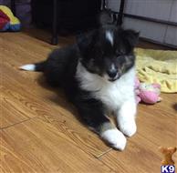 shetland sheepdog puppy posted by Angelicshelties