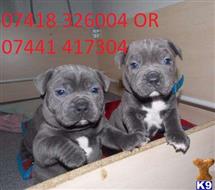 staffordshire bull terrier puppy posted by Angelinathompson