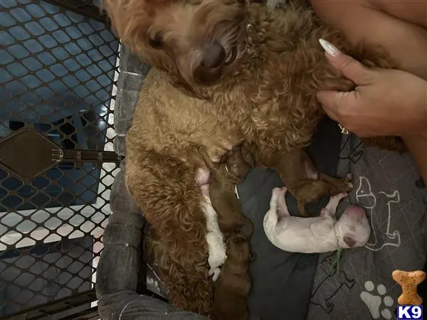 Goldendoodles puppy for sale