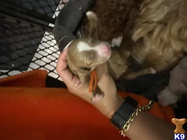 Goldendoodles puppy for sale