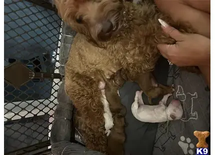 Pick 5, 6 and 7 available contact us or follow us available Goldendoodles puppy located in MIAMI BEACH