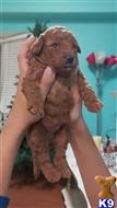 poodle puppy posted by AngyAmr