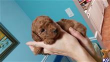 poodle puppy posted by AngyAmr